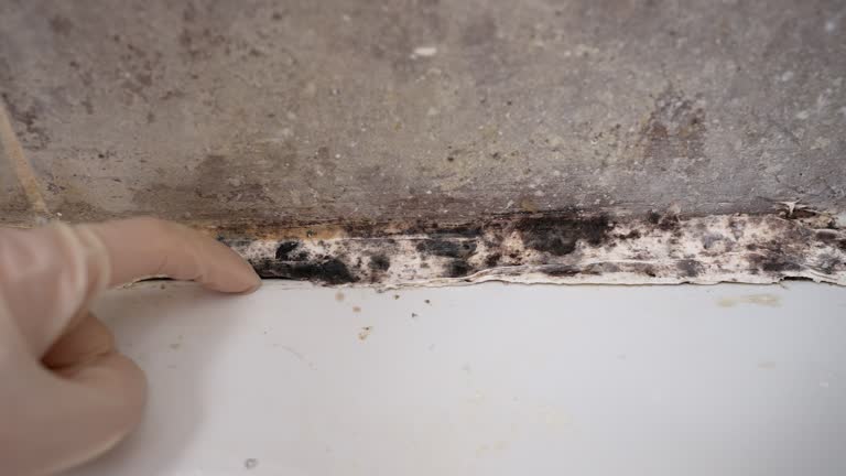 Best Forensic Mold Investigation  in Orlinda, TN